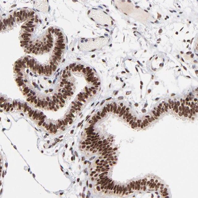 Anti-RBM22 antibody produced in rabbit