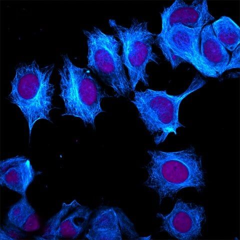 Anti-Rat IgG (H+L), highly cross-adsorbed, CF<sup>TM</sup>405M antibody produced in goat