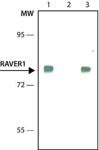 Anti-RAVER1 antibody, Mouse monoclonal