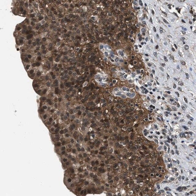 Anti-RBM33 antibody produced in rabbit