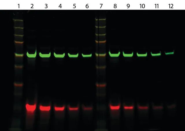 Anti-Rat IgG (H+L), highly cross-adsorbed, CF<sup>TM</sup>770 antibody produced in goat