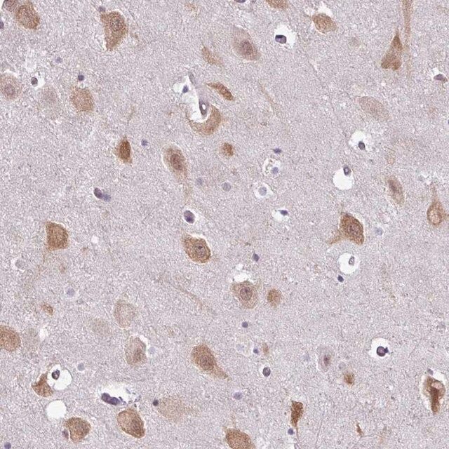 Anti-RBM4 antibody produced in rabbit