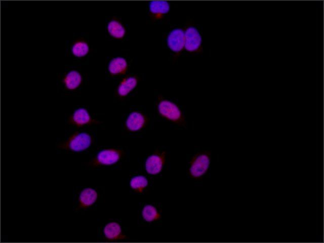 Anti-Raver1 (N-terminal) antibody produced in rabbit