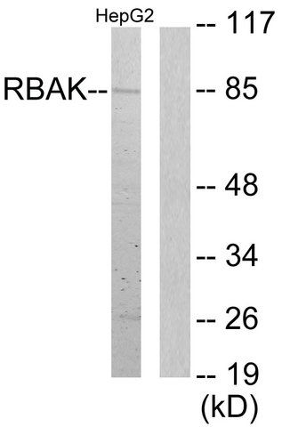 Anti-RBAK antibody produced in rabbit