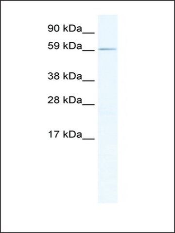 Anti-RBM14 antibody produced in rabbit