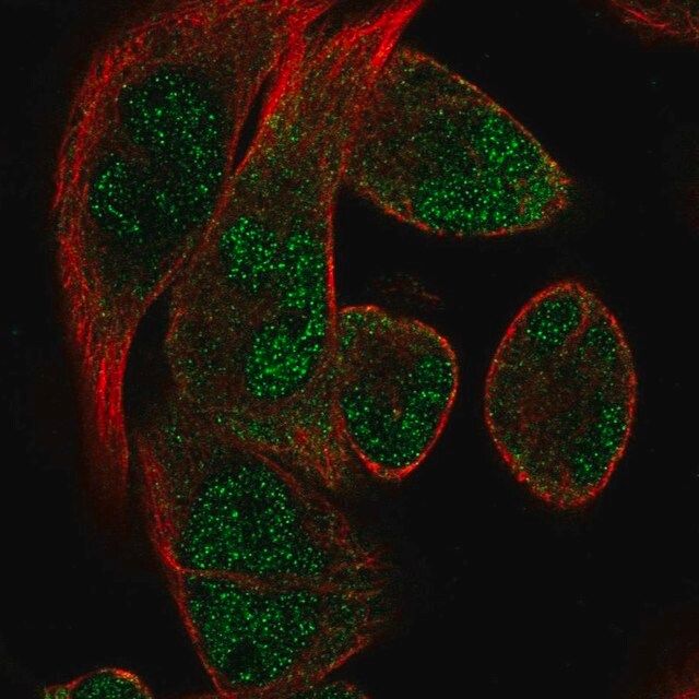 Anti-RBM24 antibody produced in rabbit