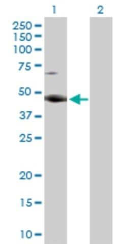 Anti-RBMS2 antibody produced in rabbit