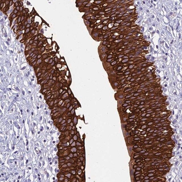 Anti-RBM41 antibody produced in rabbit