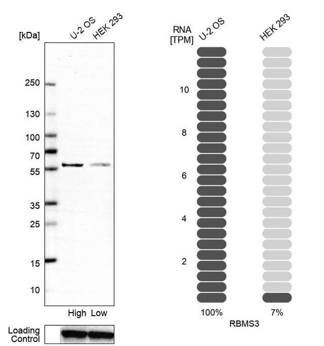 Anti-RBMS3 antibody produced in rabbit