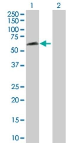 Anti-RBPJL antibody produced in rabbit