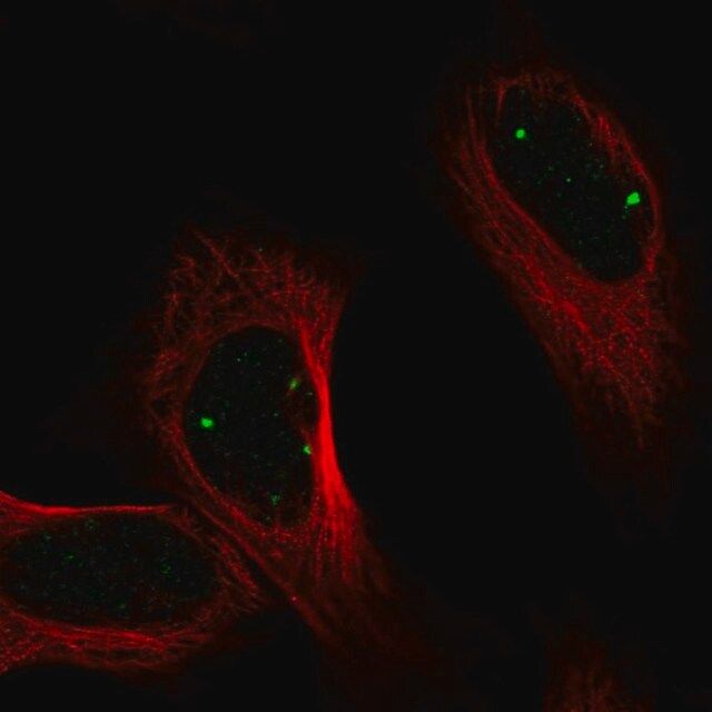 Anti-PRDM15 antibody produced in rabbit