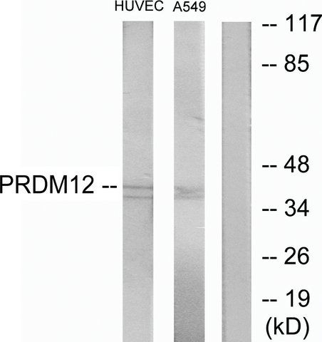 Anti-PRDM12 antibody produced in rabbit