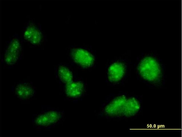 Anti-PRDM15 antibody produced in mouse