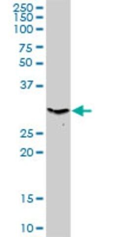 Anti-PRKAB2 antibody produced in rabbit