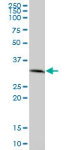 Anti-PRKAB2 antibody produced in mouse