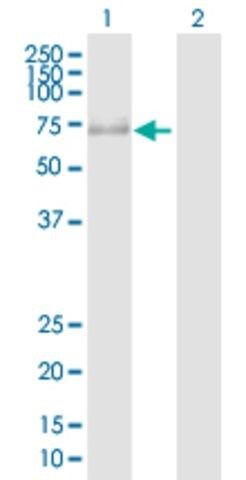 Anti-PRKAG3 antibody produced in rabbit