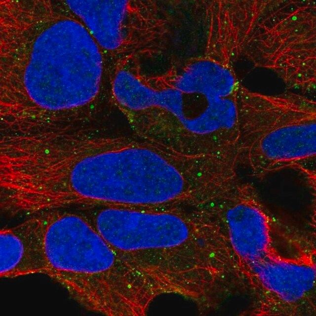 Anti-PLCH1 antibody produced in rabbit