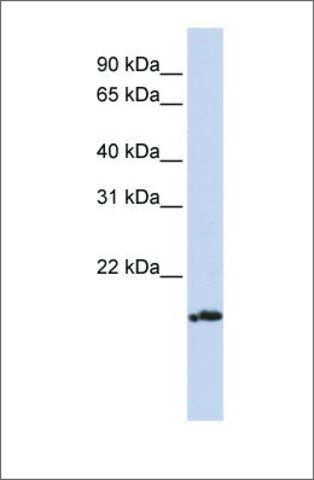 Anti-PLDN antibody produced in rabbit