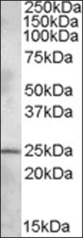 Anti-PLEKHB1 (N-terminal) antibody produced in goat