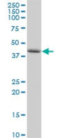 Anti-PLEKHA1 antibody produced in rabbit