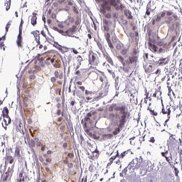 Anti-PLCH2 antibody produced in rabbit