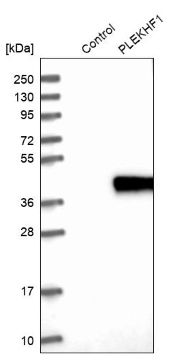 Anti-PLEKHF1 antibody produced in rabbit