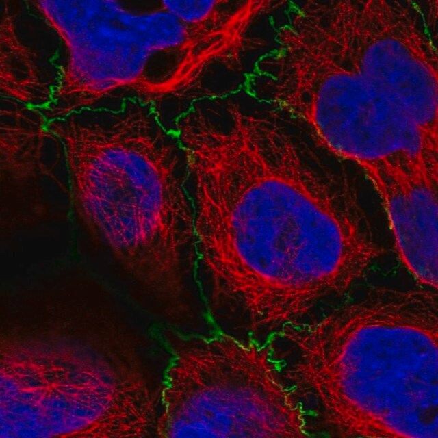 Anti-PLEKHG6 antibody produced in rabbit