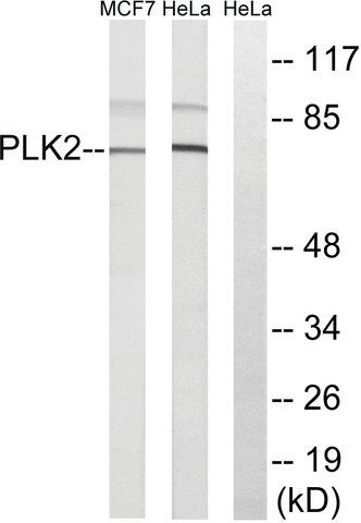 Anti-PLK2 antibody produced in rabbit