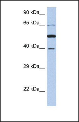 Anti-PNMA3, (N-terminal) antibody produced in rabbit