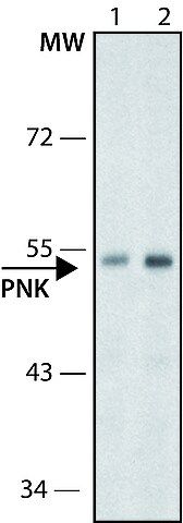 Anti-PNK antibody ,Mouse monoclonal