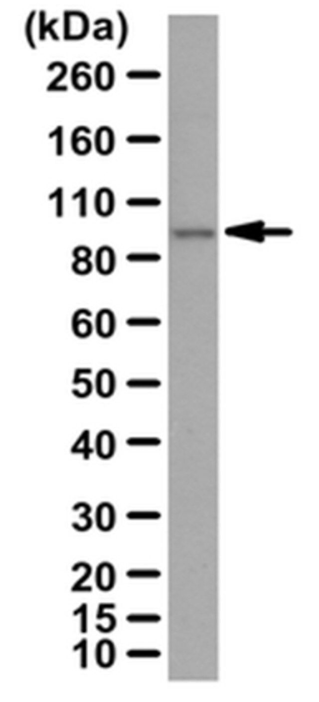 Anti-PLK-4 Antibody