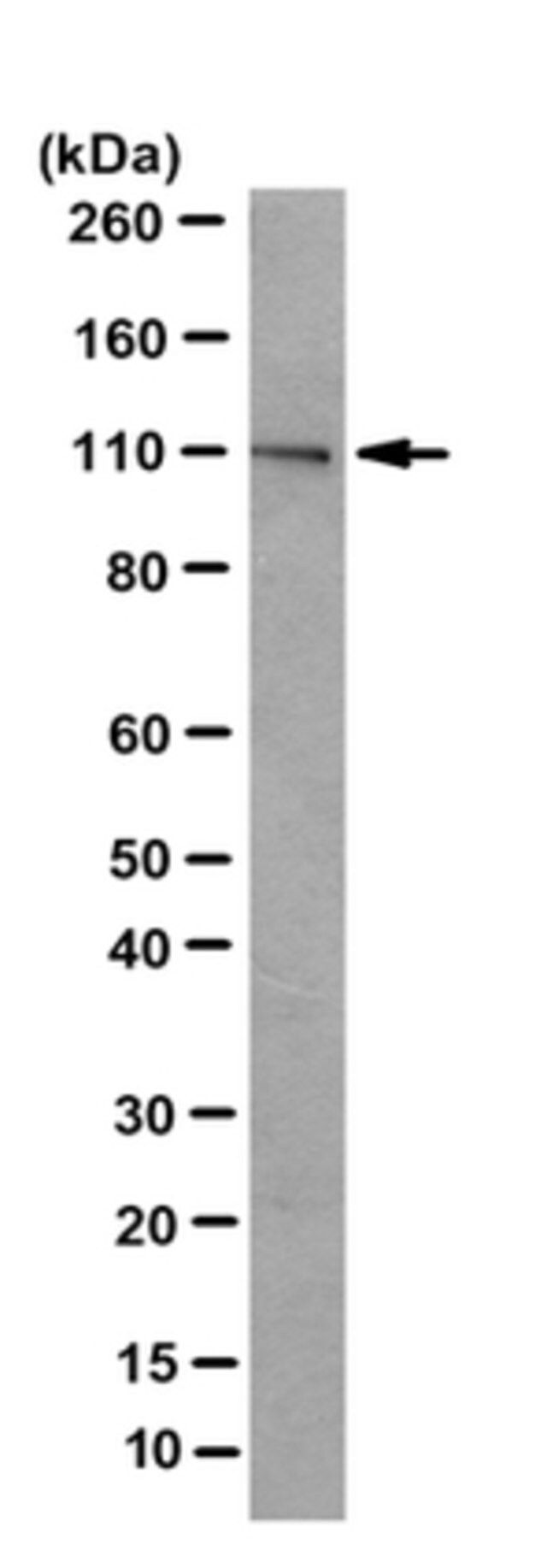 Anti-PLK-4 Antibody, clone 6H5