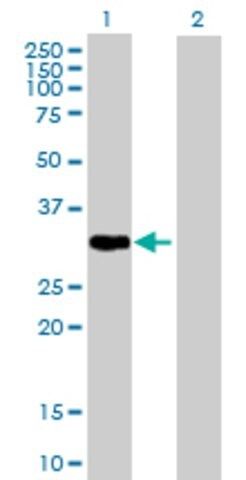 Anti-PLSCR1 antibody produced in mouse