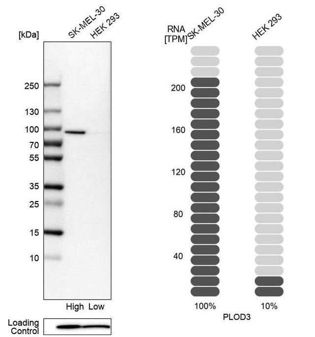 Anti-PLOD3 antibody produced in rabbit