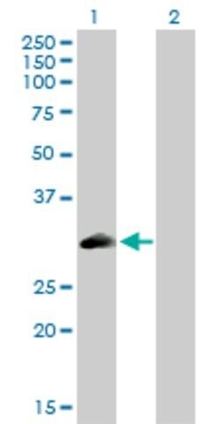 Anti-PLSCR3 antibody produced in rabbit