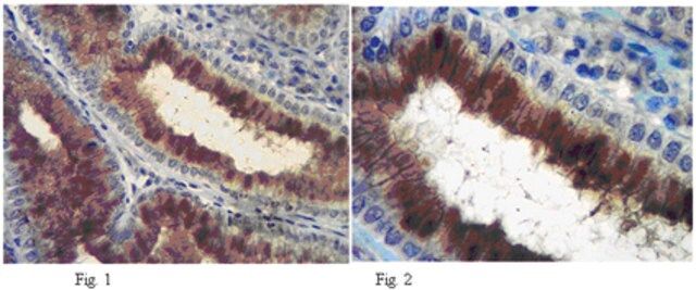 Anti-Plexin-A3 Antibody, clone 18A9.2