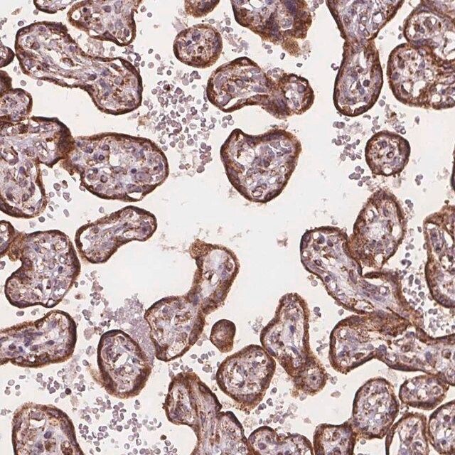 Anti-PLSCR3 antibody produced in rabbit