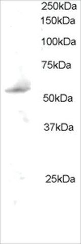 Anti-PLRG1 antibody produced in goat