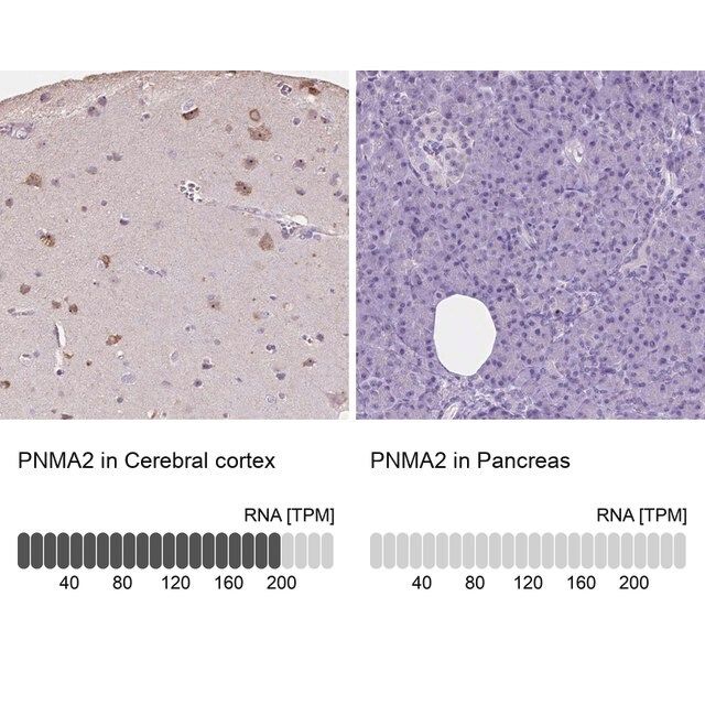 Anti-PNMA2 antibody produced in rabbit