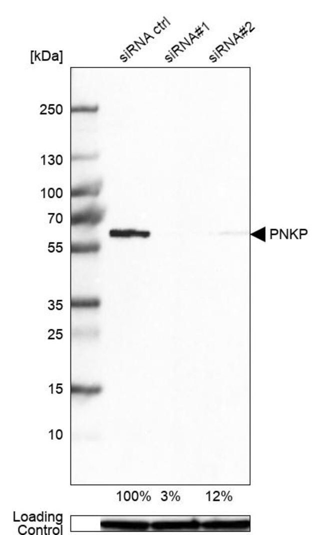 Anti-PNKP antibody produced in rabbit