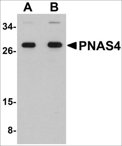 Anti-PNAS4 antibody produced in rabbit