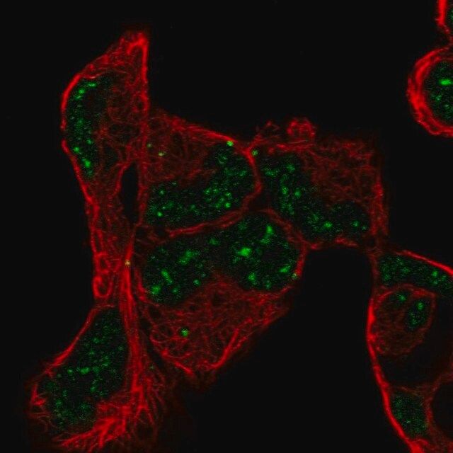 Anti-PNRC1 antibody produced in rabbit