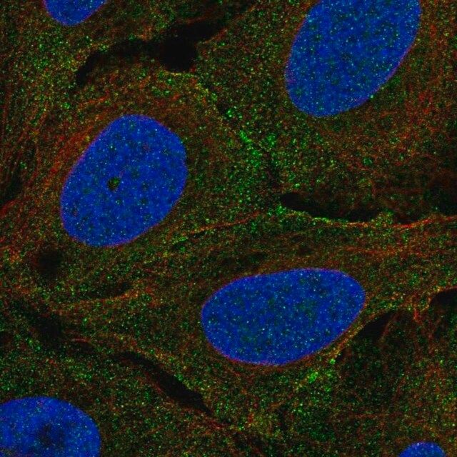 Anti-PLXNA4 antibody produced in rabbit