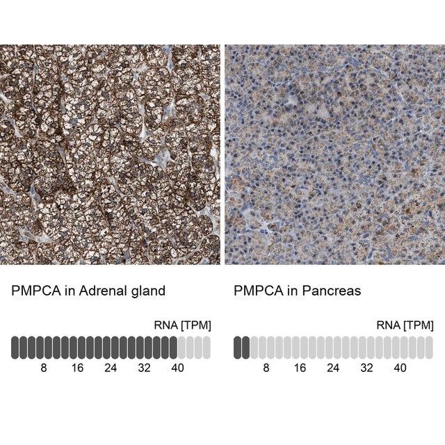 Anti-PMPCA antibody produced in rabbit