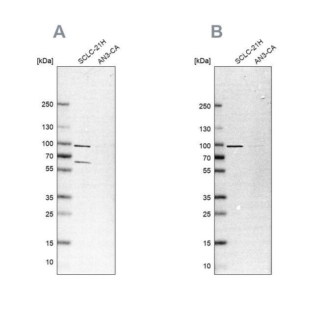 Anti-PNPT1 antibody produced in rabbit