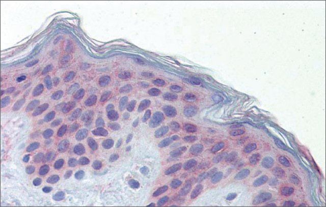 Anti-POLDIP3 antibody produced in rabbit