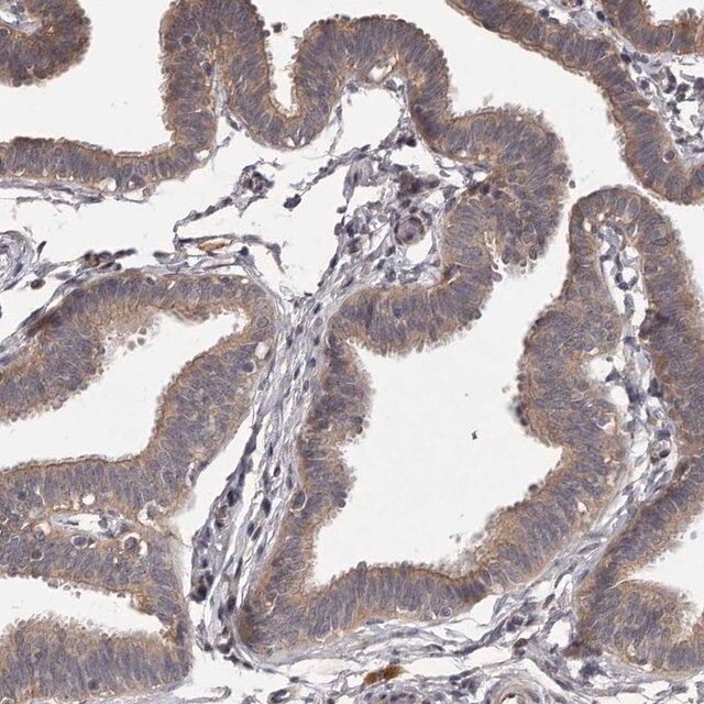 Anti-PNRC1 antibody produced in rabbit