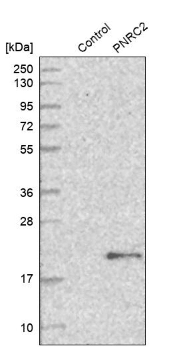 Anti-PNRC2 antibody produced in rabbit