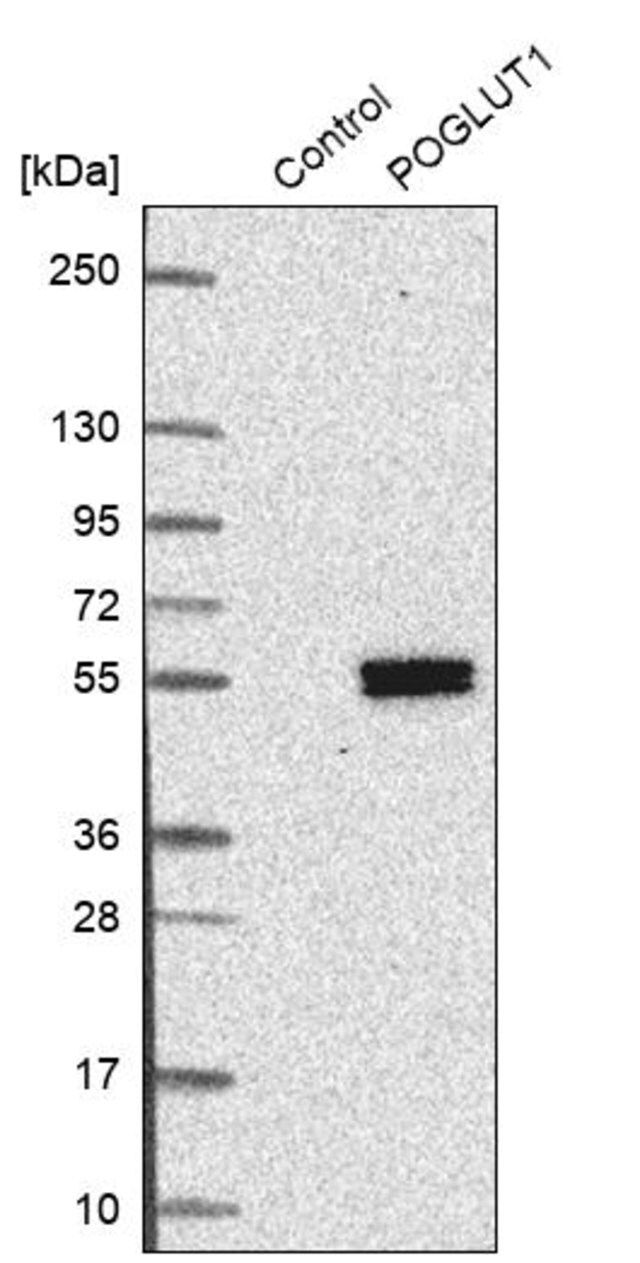 Anti-POGLUT1 antibody produced in rabbit