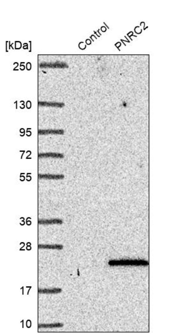 Anti-PNRC2 antibody produced in rabbit